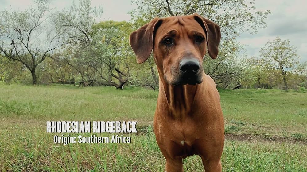 教えて? イヌのココロの画像