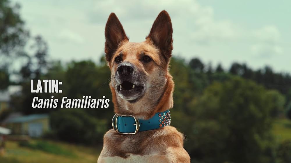 教えて? イヌのココロの画像