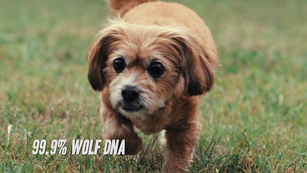 教えて? イヌのココロの画像