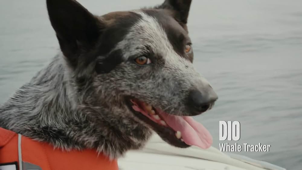 教えて? イヌのココロの画像