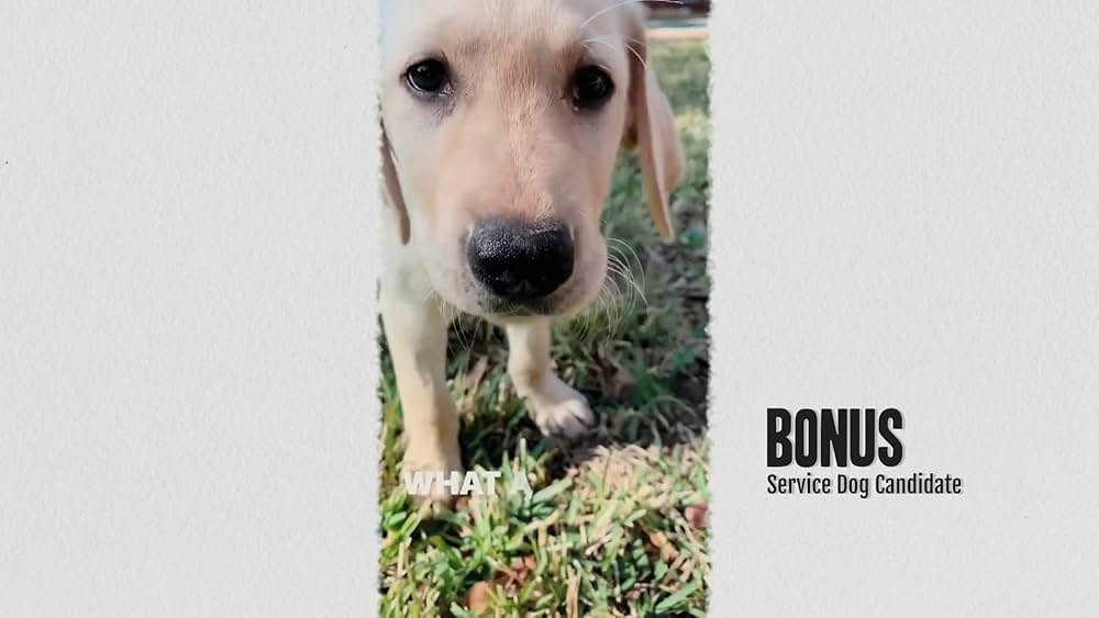 教えて? イヌのココロの画像