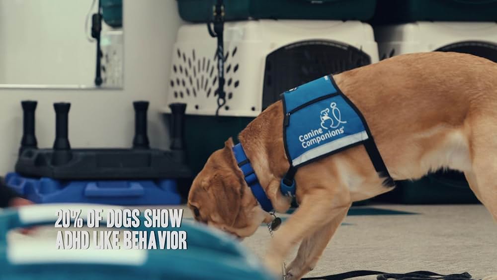 教えて? イヌのココロの画像