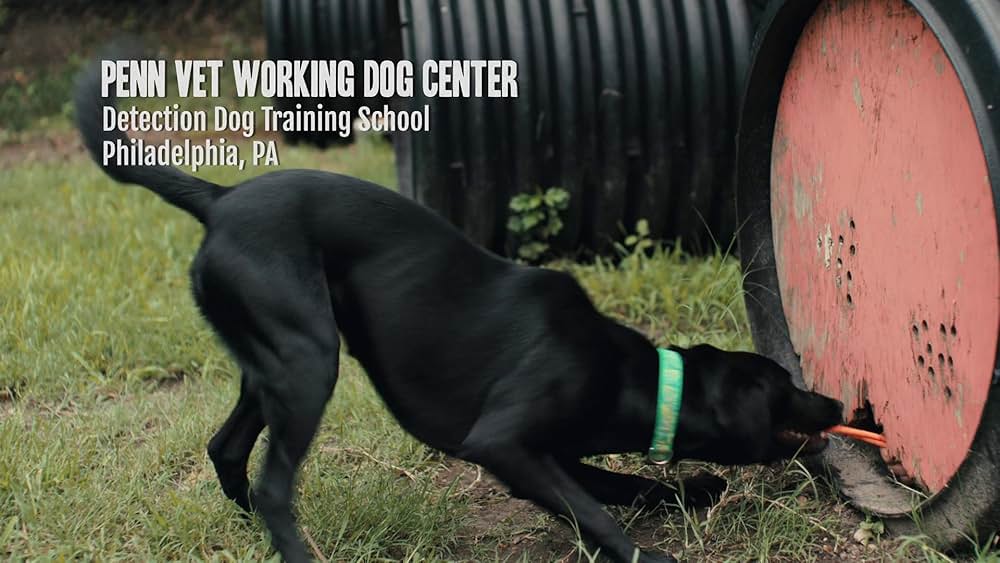 教えて? イヌのココロの画像