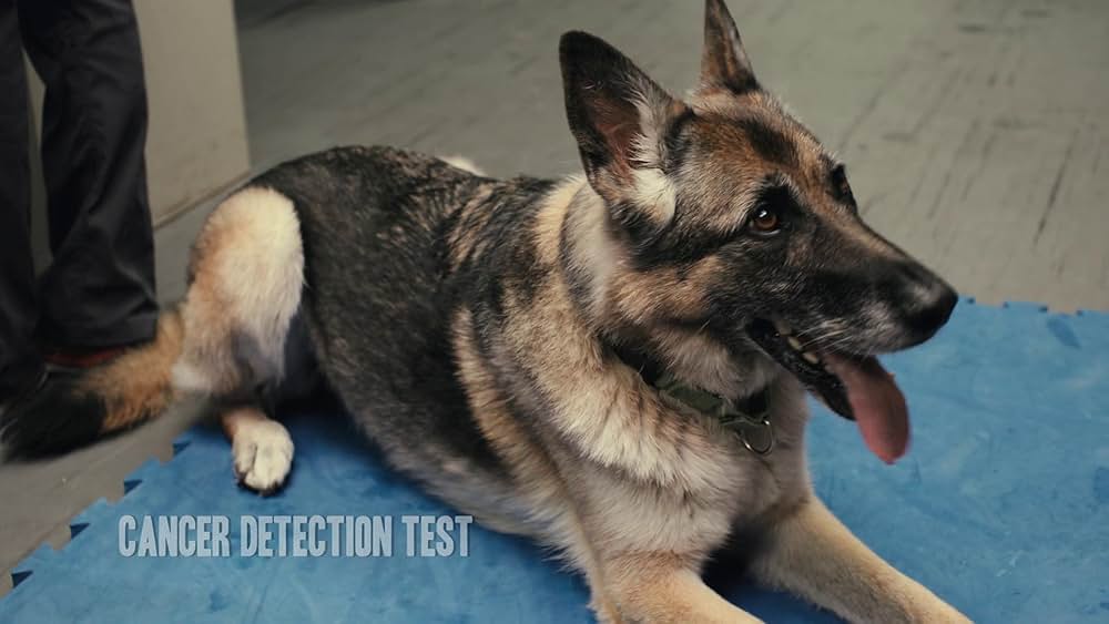 教えて? イヌのココロの画像