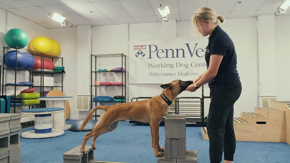 教えて? イヌのココロの画像