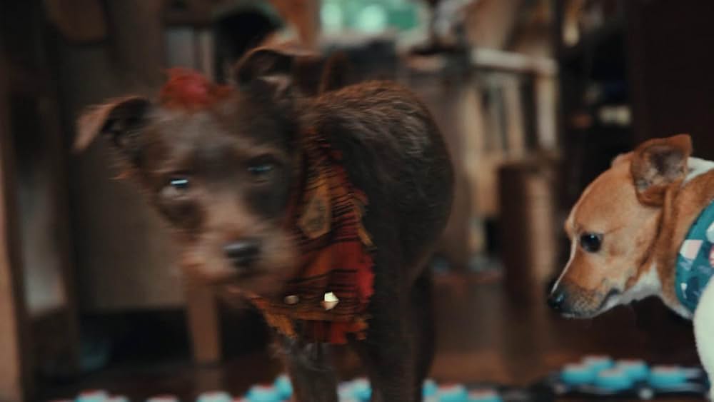 教えて? イヌのココロの画像