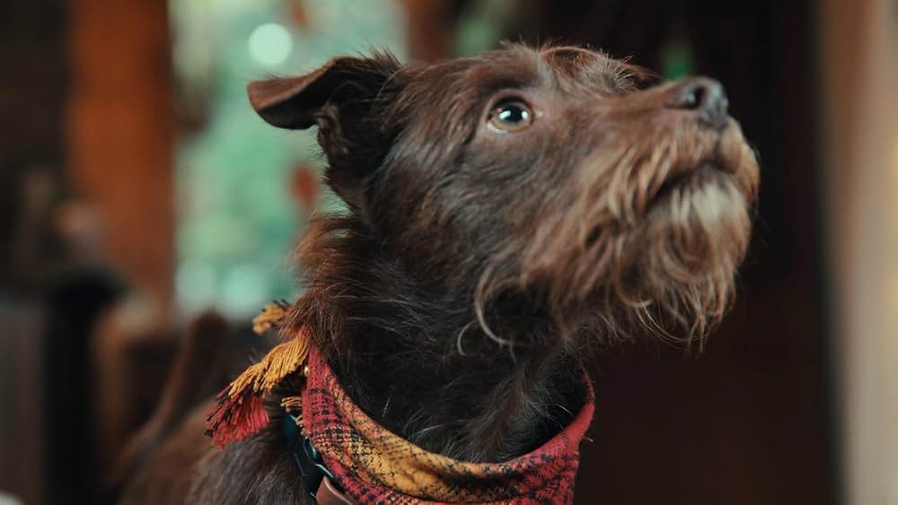 教えて? イヌのココロの画像