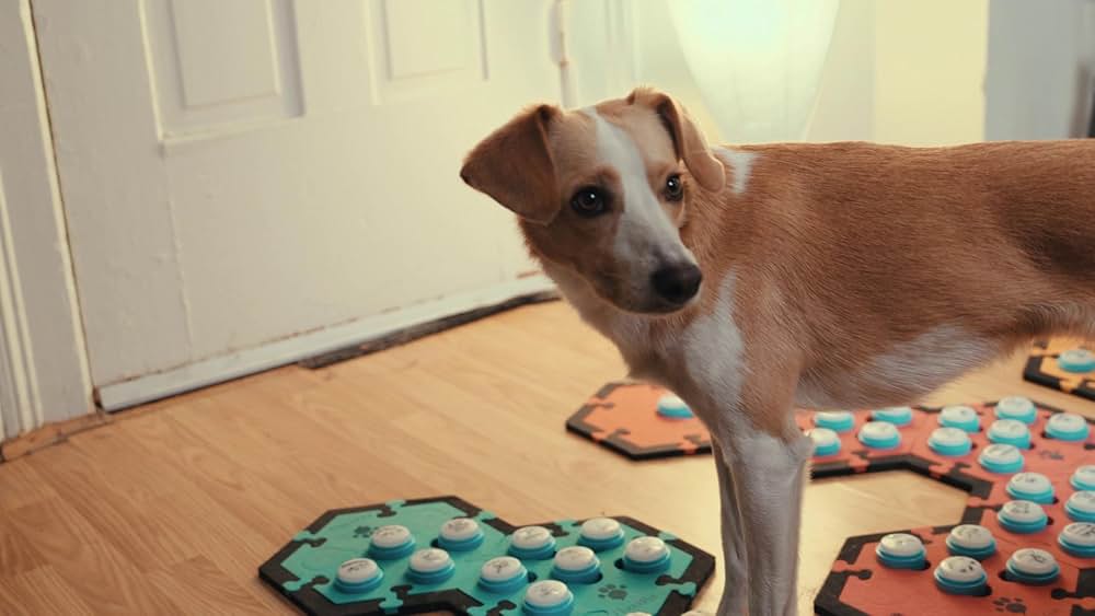 教えて? イヌのココロの画像