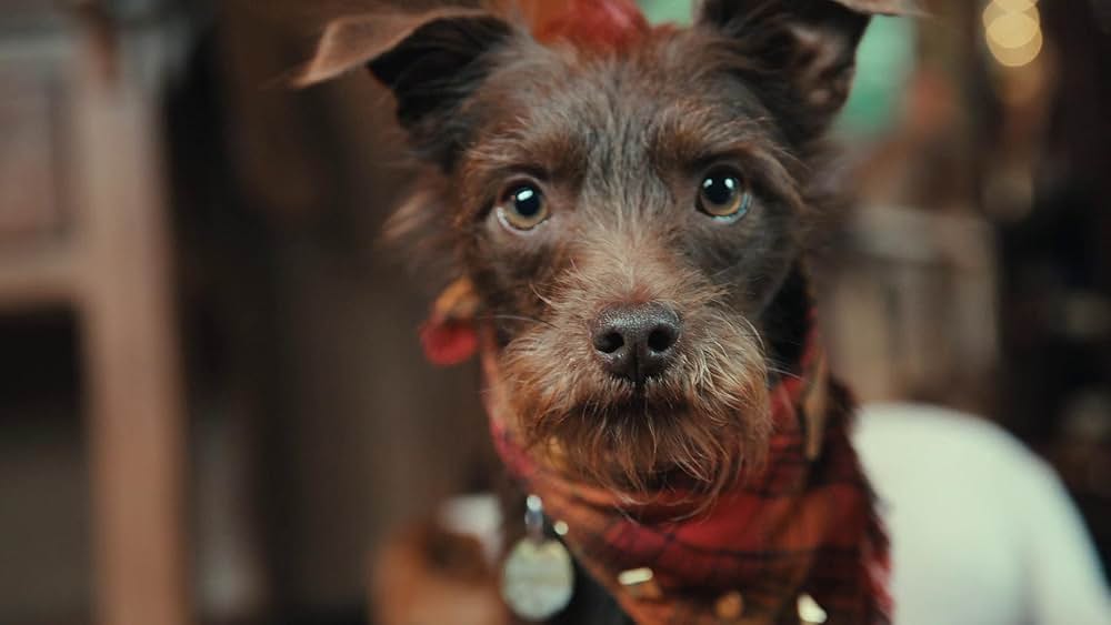 教えて? イヌのココロの画像