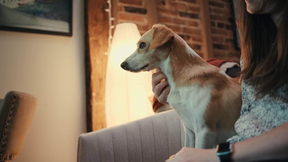 教えて? イヌのココロの画像