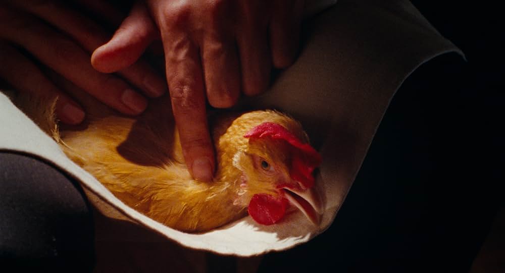鶏／The Chickenの写真