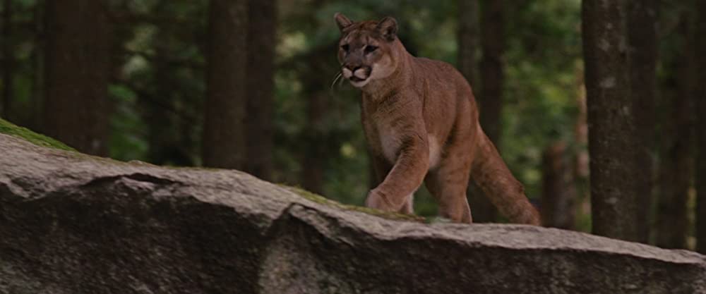 トワイライト・サーガ ブレイキング・ドーン Part 2の画像