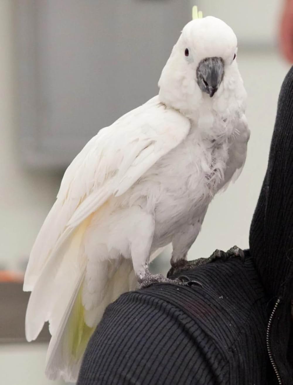 アイアンマン2の画像