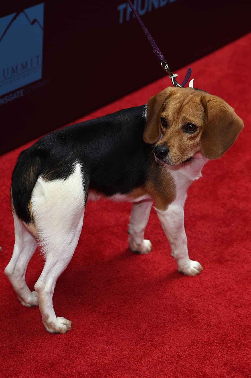 「ジョン・ウィック」の画像