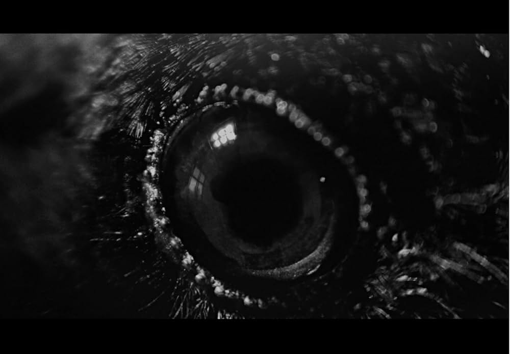 レイブンズの画像