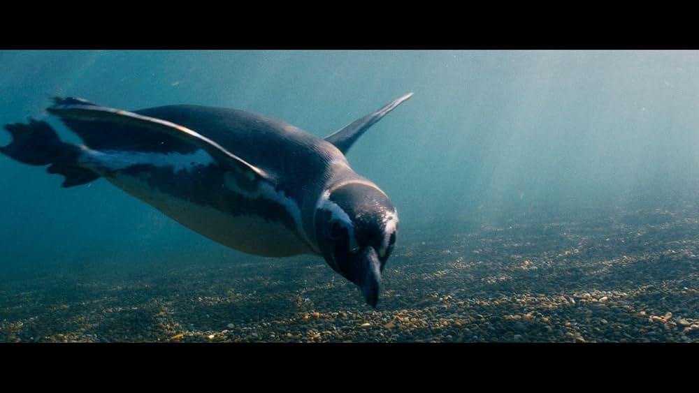 My Penguin Friend（原題）の写真