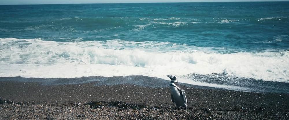 My Penguin Friend（原題）の画像