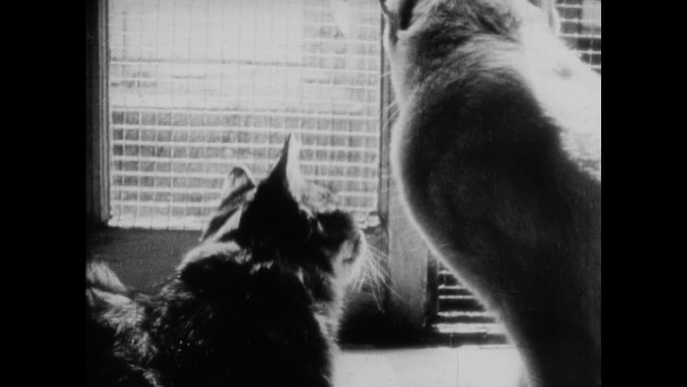 The Private Life of a Cat（原題）の画像