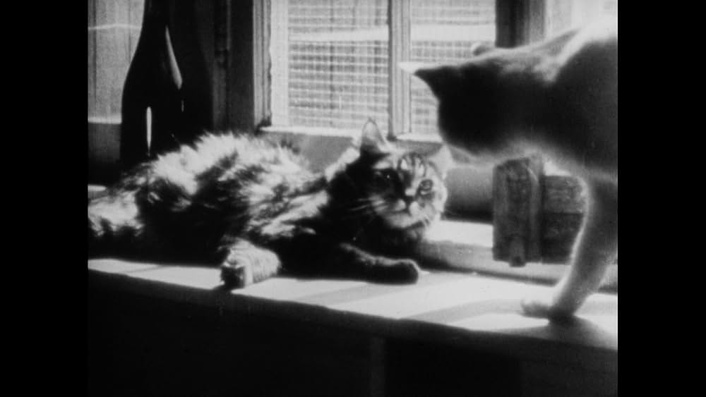 The Private Life of a Cat（原題）の画像