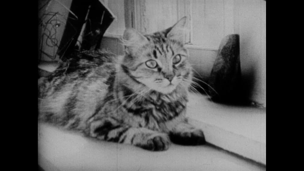 The Private Life of a Cat（原題）の画像