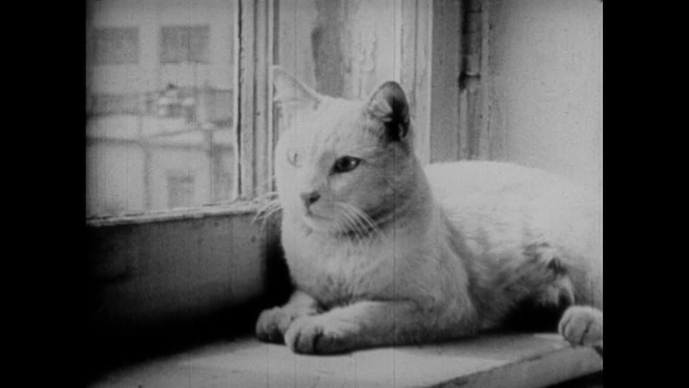 The Private Life of a Cat（原題）の写真