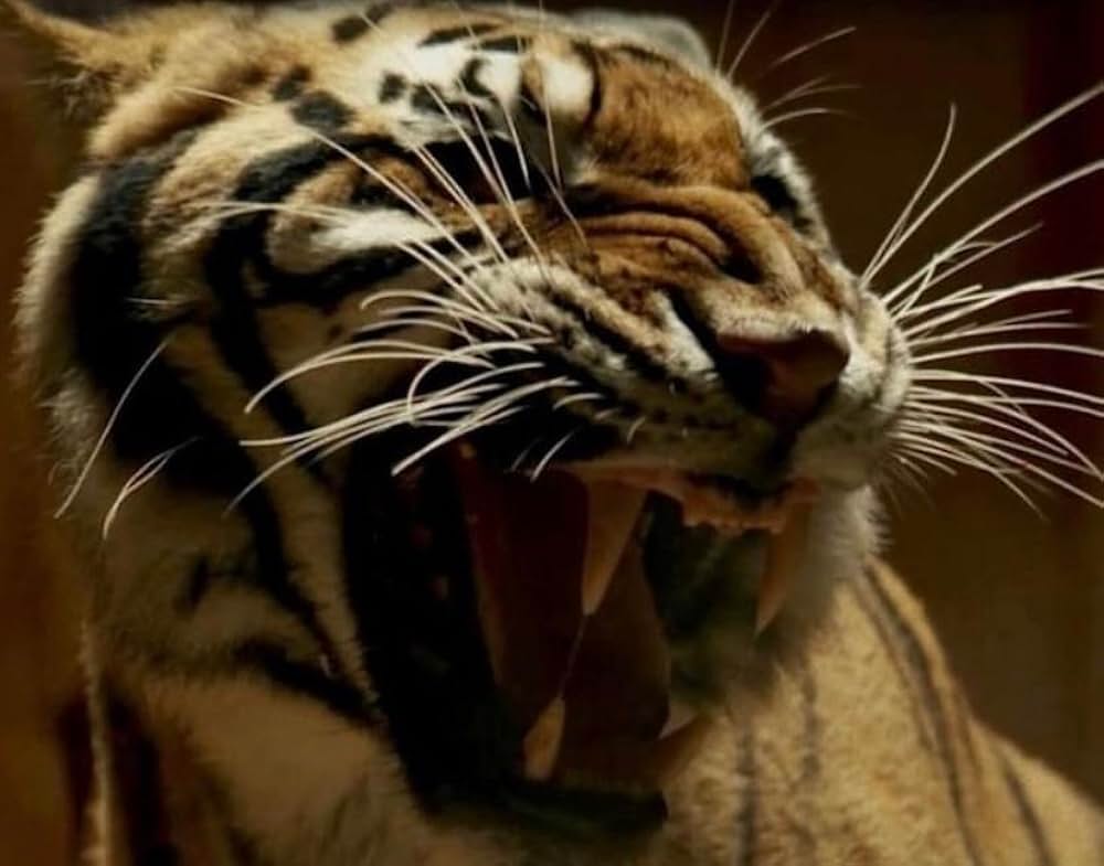 スカーレット 復讐のダイヤモンドの画像