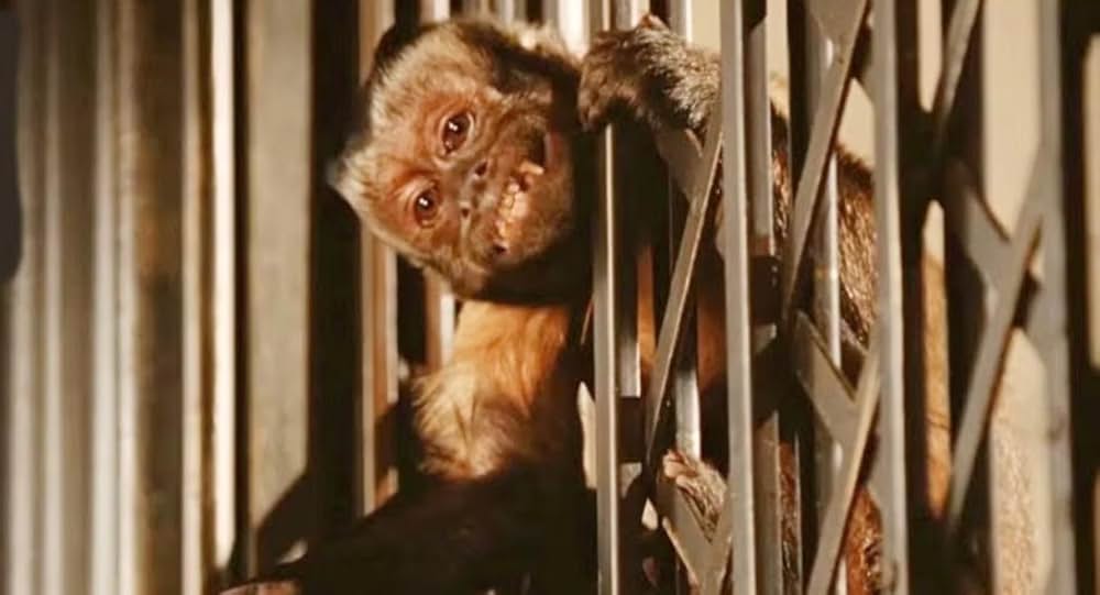 「ナイト ミュージアム」の画像