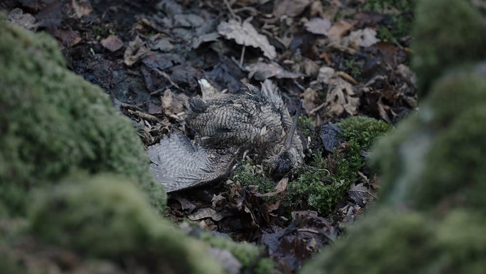 The Other Lamb（原題）の画像