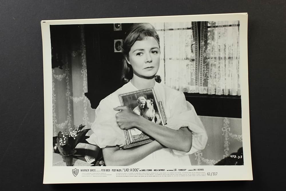 名犬ラッドの画像