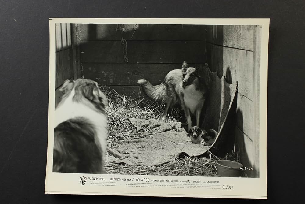 名犬ラッドの画像