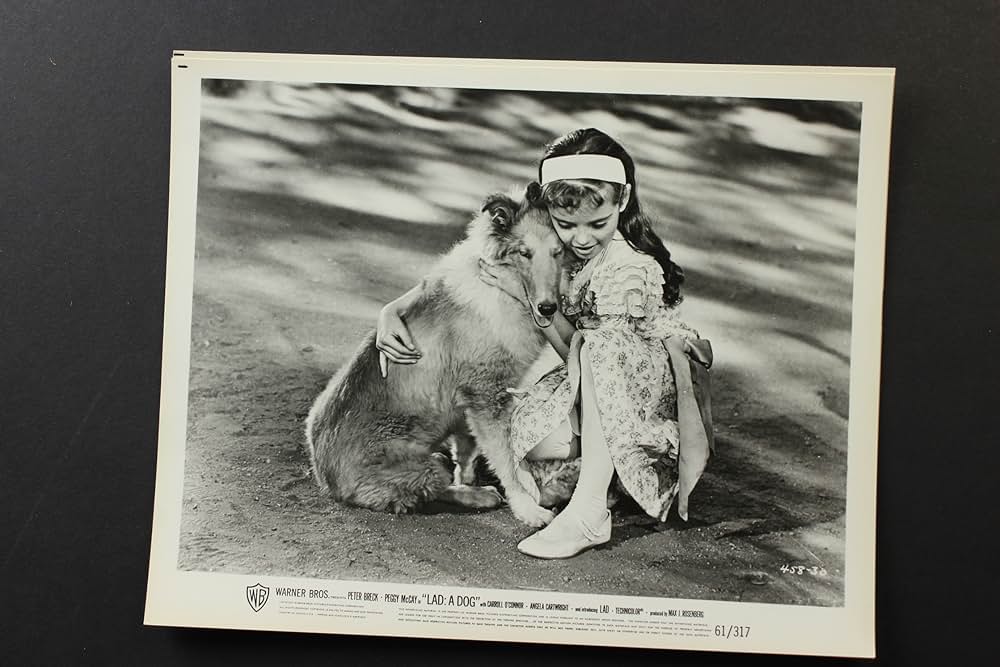 名犬ラッドの画像