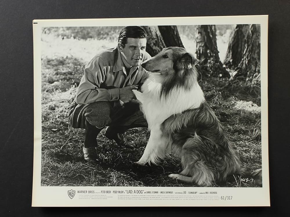 「名犬ラッド」の画像