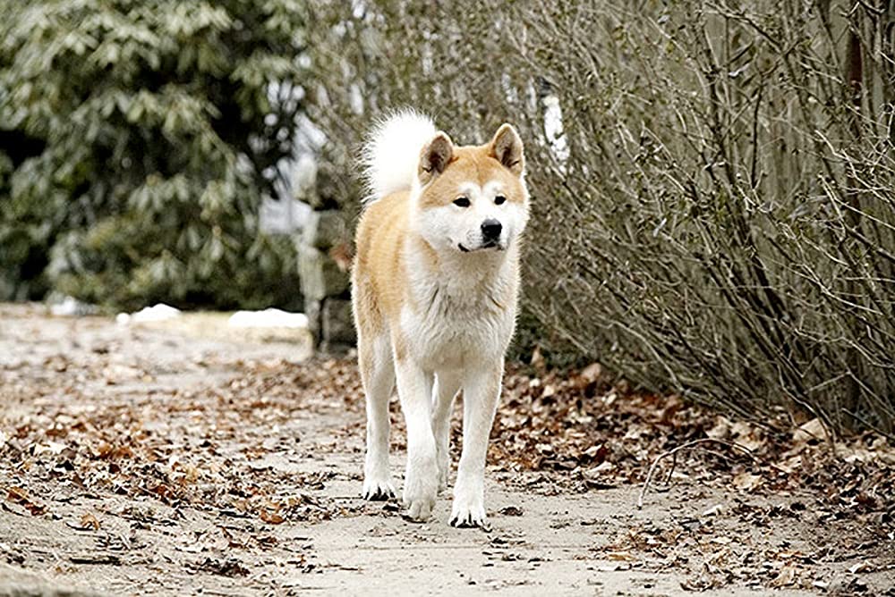 HACHI 約束の犬の画像