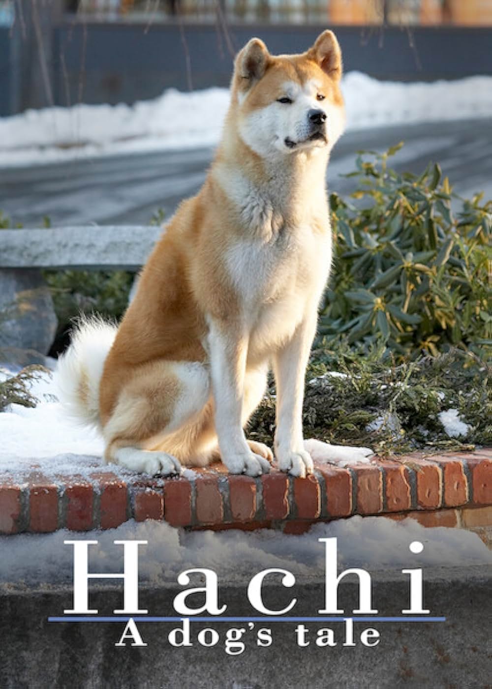 HACHI 約束の犬の画像