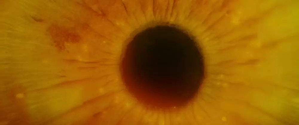 博士と彼女のセオリーの画像