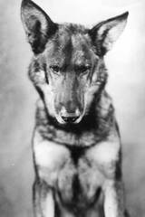 リン・ティン・ティン / Rin-Tin-Tinの画像