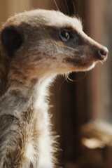 Elvis the Meerkatの画像