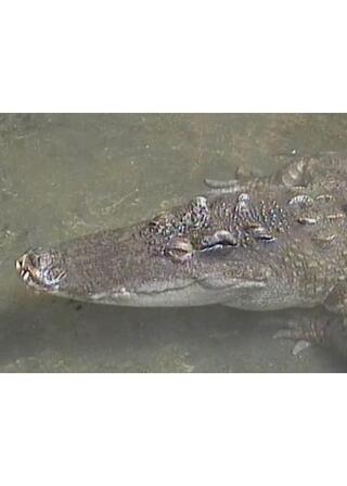 ワニ・生活@@のポスター