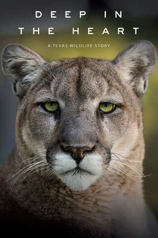 Deep in the Heart: A Texas Wildlife Story（原題）のポスター