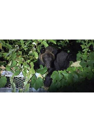 劇場版 クマと民主主義のポスター