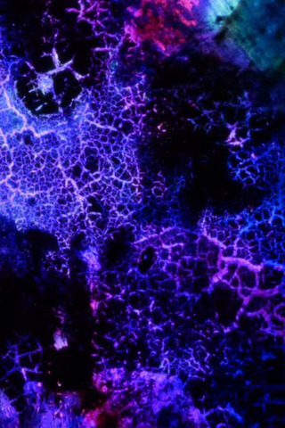 エレメンタリー・フレーズのポスター