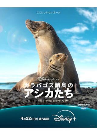 ガラパゴス諸島のアシカたちのポスター