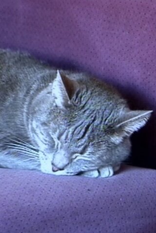 Nine Lives (The Eternal Moment of Now) （原題）のポスター