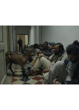 不思議なヤギのポスター