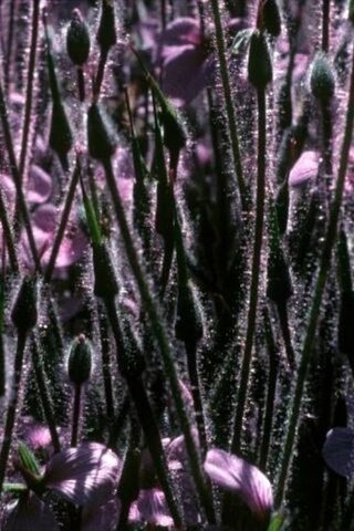 Compline（原題）のポスター