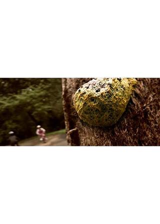 粘菌／はじまりの知性 ─ ザ・クリーピング・ガーデンのポスター