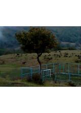 枯れ葉のポスター