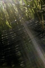 The Visitation（原題）のポスター