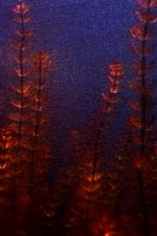 Pond and Waterfall（原題）のポスター