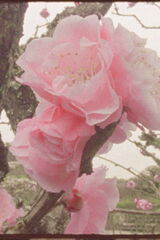 シェープ・シフティングのポスター